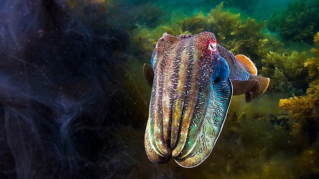 blue planet sea of life the deep