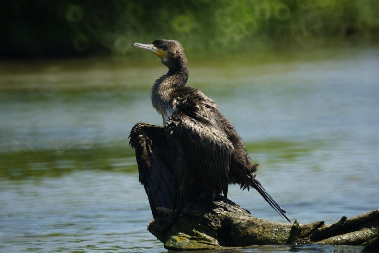 Păsări Din Lunca și Delta Dunării Fauna Cum Laude Doru