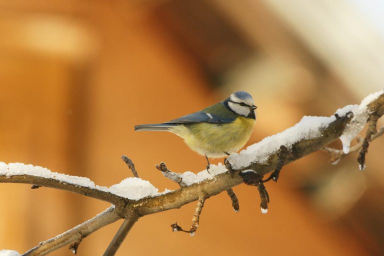 Păsări Ușor De Văzut Iarna Fauna Cum Laude Doru Panaitescu